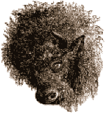 buffalo