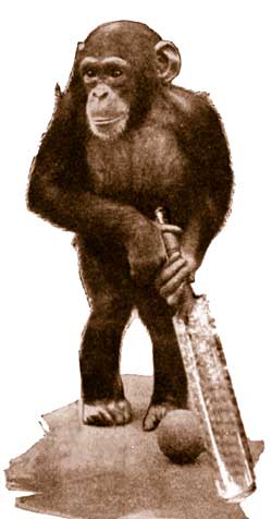 monkey cricket player
