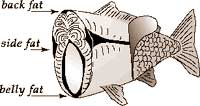 carp fat - back, side, belly