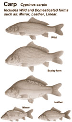 Carp images -- cyprinus carpio includes Wild and Domesticated forms such as Mirror, Leather & Linear