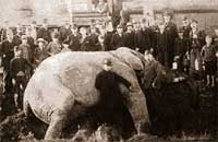 the tragic death of jumbo (and curly muff)