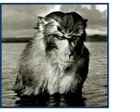Image of angry baboon in water