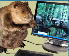 Computer in a beaver