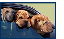 Wrinkly dogs in car window