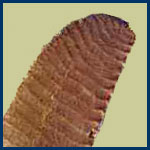 Flint knife