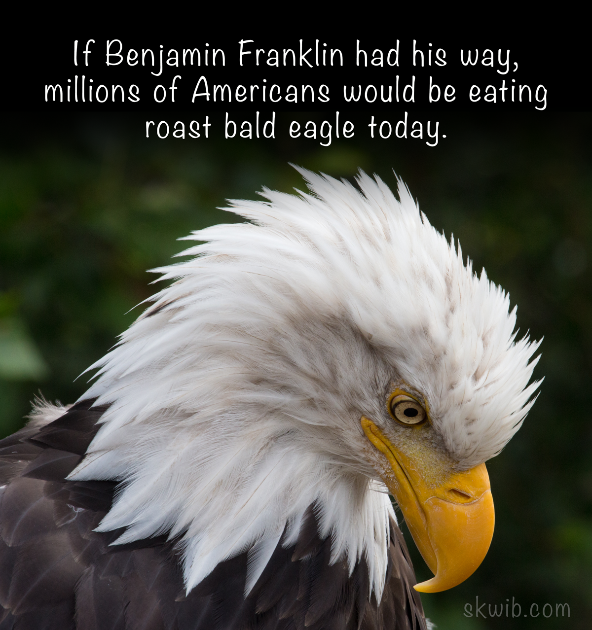 bald eagle with caption