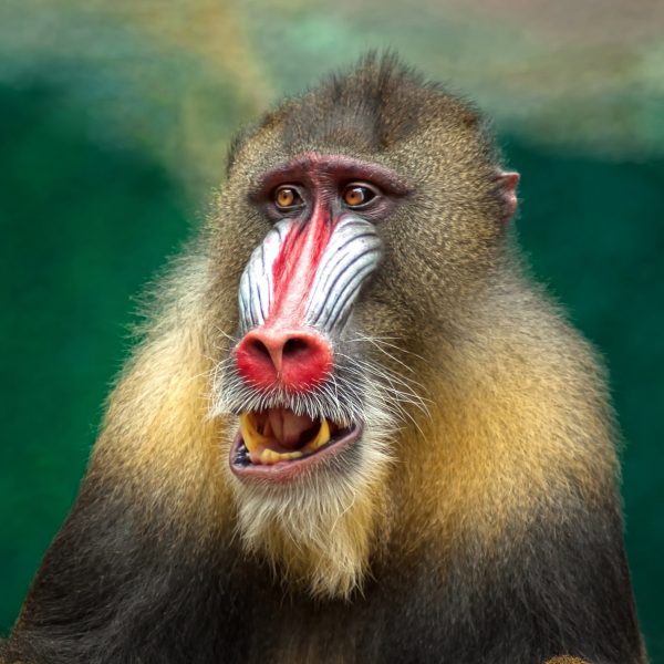 mandrill looking to bit a seven-year-old